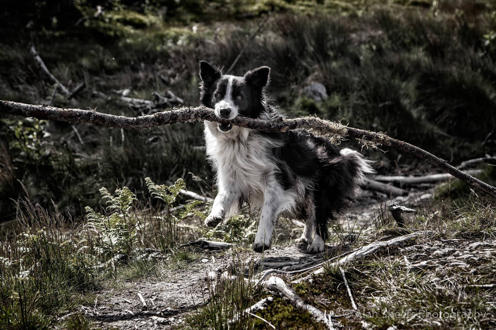 IMG_6826-Edit-Edit