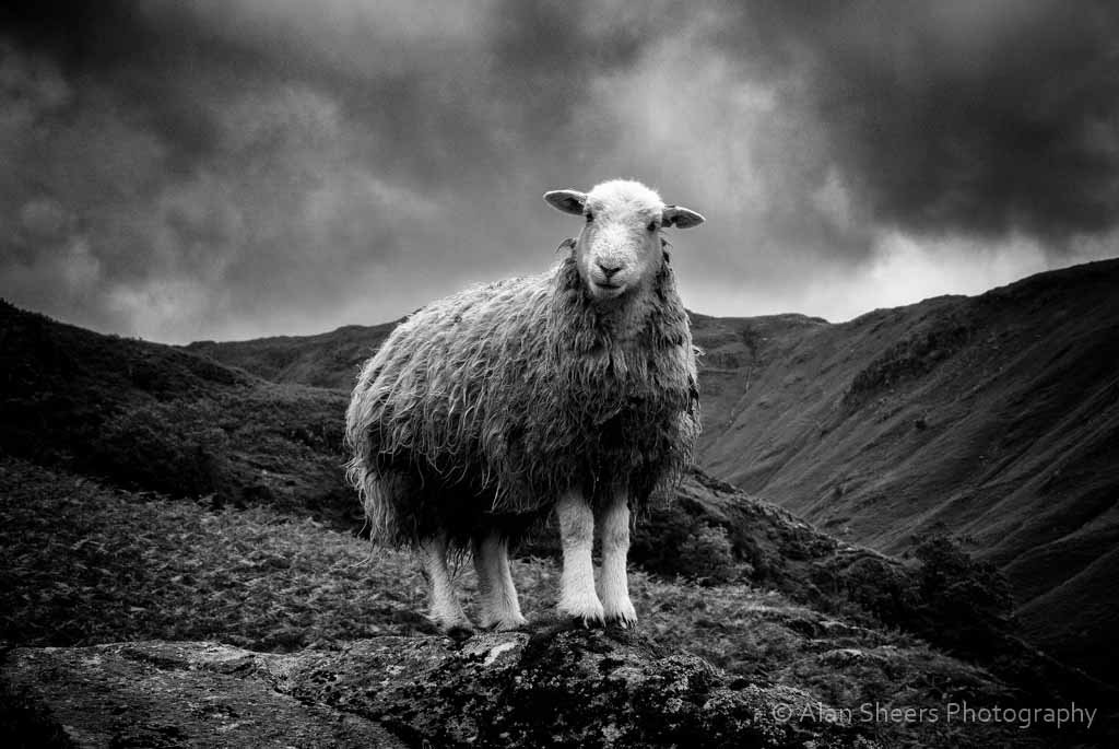 DSC_0887-Edit-1